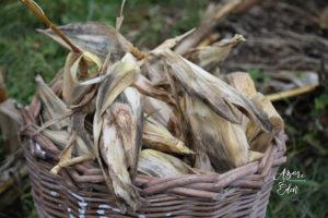 Kukoricatörtés az Azori-szigeteken 1