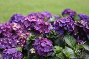 Hortenzikák az Azori-szigeteken